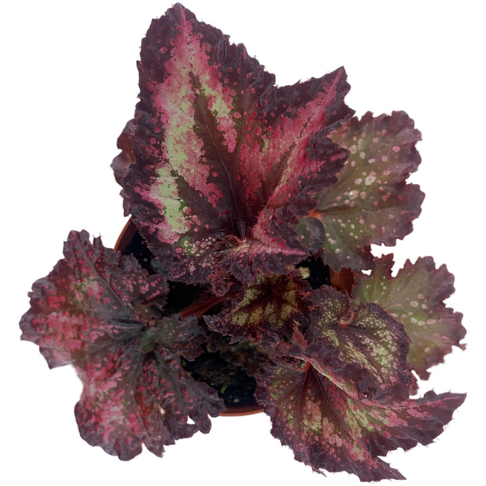 Harmony Begonia Cherry Bomb 4" Grower Pot