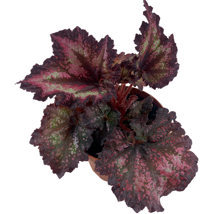 Harmony Begonia Cherry Bomb 4" Grower Pot