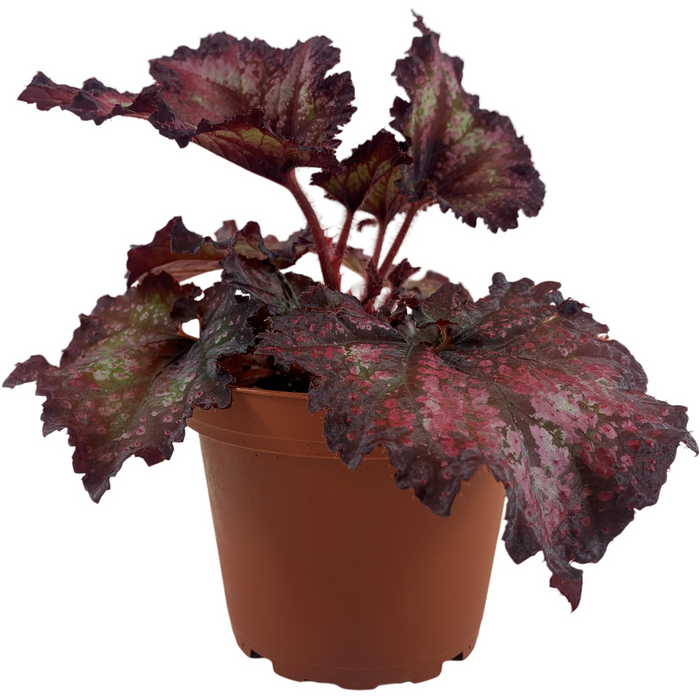 Harmony Begonia Cherry Bomb 4" Grower Pot