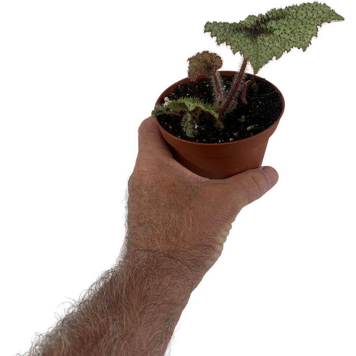 Tri-Color Begonia 4" Grower Pot