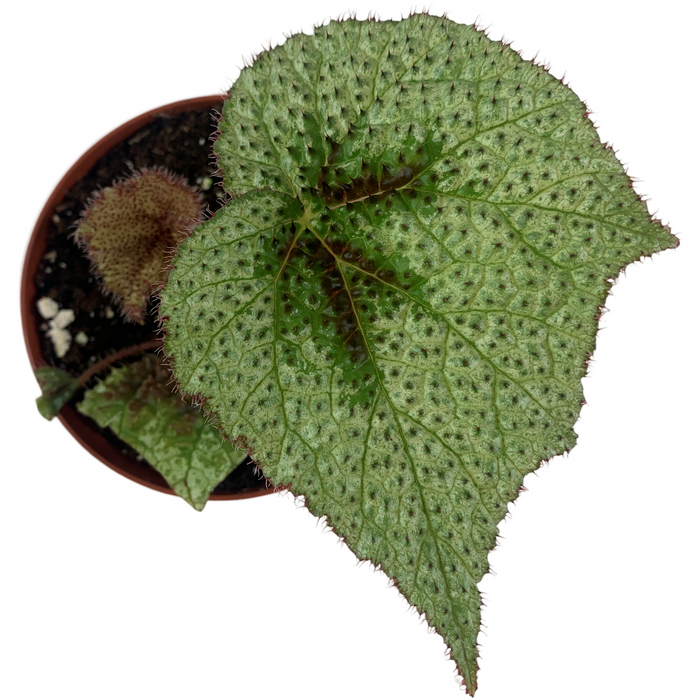 Tri-Color Begonia 4" Grower Pot