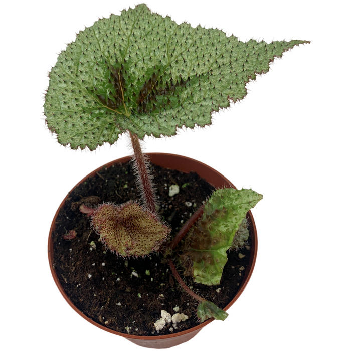 Tri-Color Begonia 4" Grower Pot