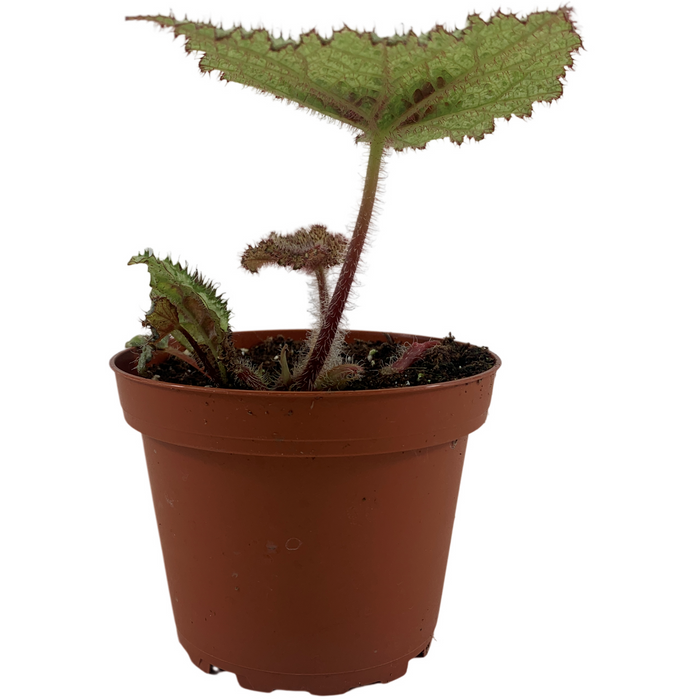 Tri-Color Begonia 4" Grower Pot