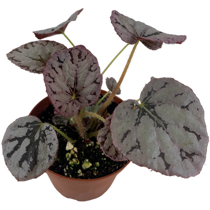 Begonia Silver Dollar 4" Grower Pot