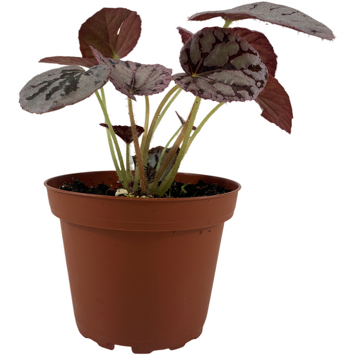Begonia Silver Dollar 4" Grower Pot