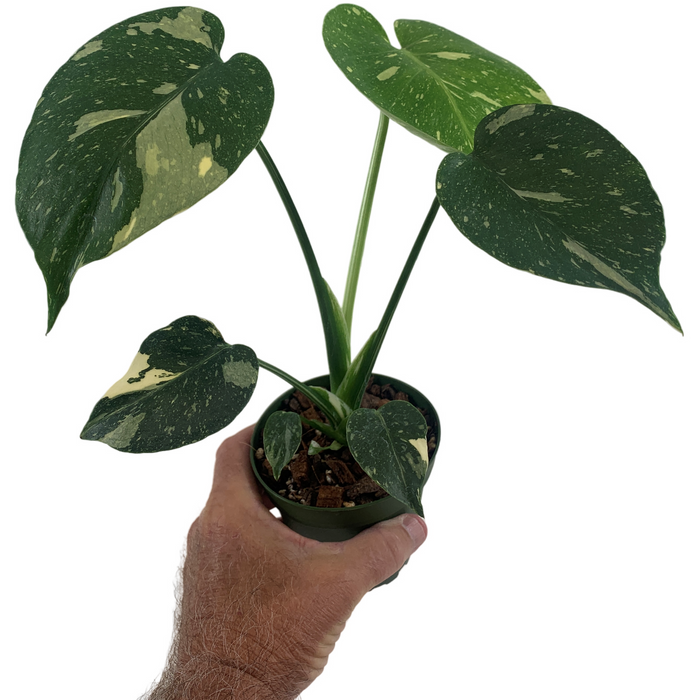 Monstera Thai Constellation Starter Plant /4" Grower Pot
