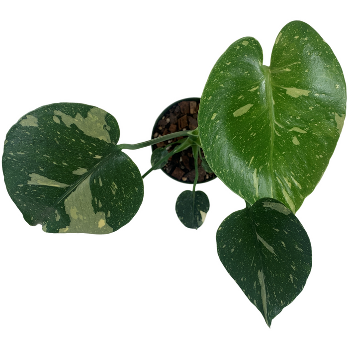Monstera Thai Constellation Starter Plant /4" Grower Pot