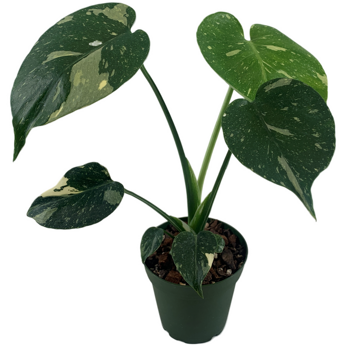 Monstera Thai Constellation Starter Plant /4" Grower Pot