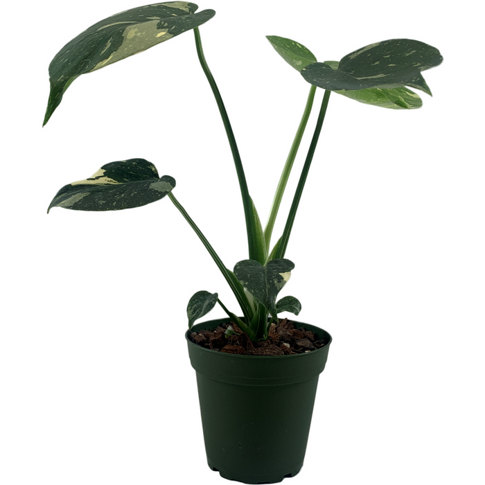 Monstera Thai Constellation Starter Plant /4" Grower Pot