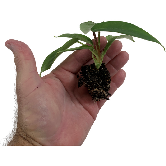 Philodendron Squamiferum-Starter Plant/4" Grower Pot