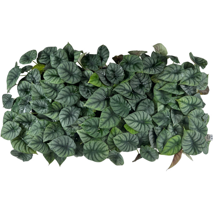 Alocasia Nebula"Imperialis"- Starter Plant, 4" Grower Pot
