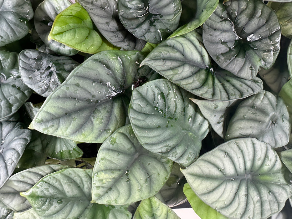 Alocasia Nebula"Imperialis"- Starter Plant, 4" Grower Pot