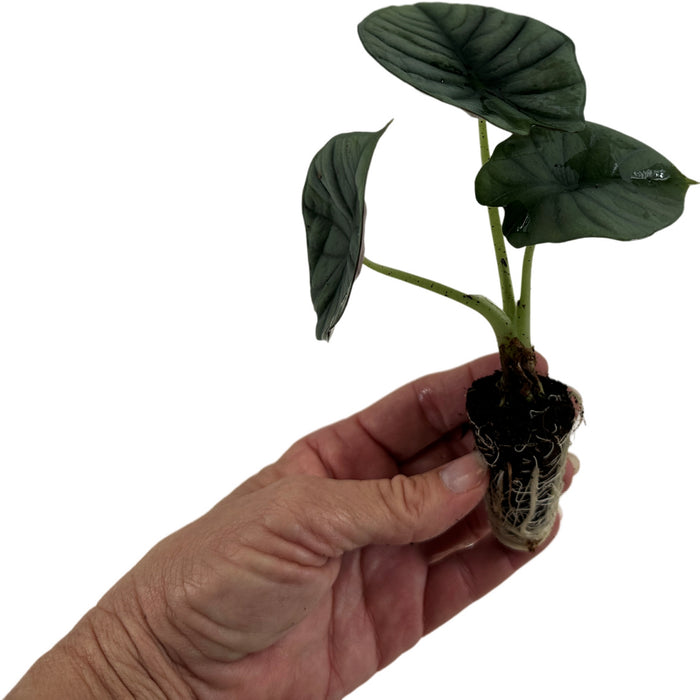 Alocasia Nebula"Imperialis"- Starter Plant, 4" Grower Pot