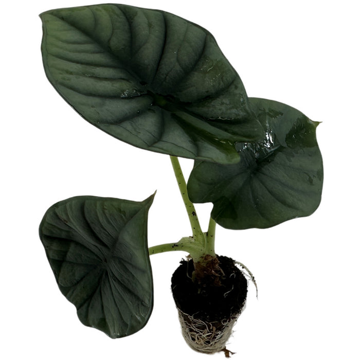 Alocasia Nebula"Imperialis"- Starter Plant, 4" Grower Pot