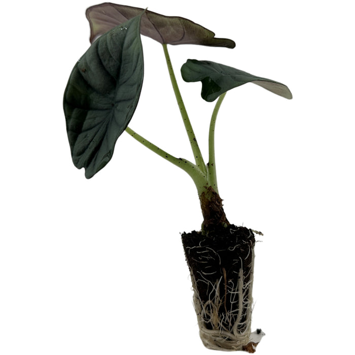 Alocasia Nebula"Imperialis"- Starter Plant, 4" Grower Pot