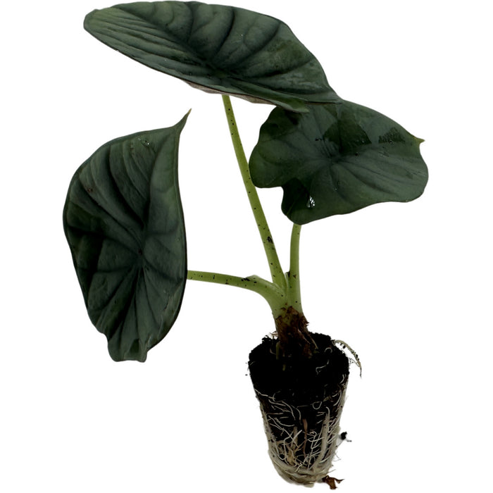 Alocasia Nebula"Imperialis"- Starter Plant, 4" Grower Pot