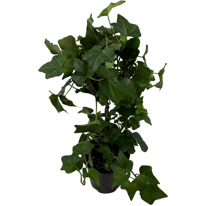 Green Ivy Globe-4" Grower Pot