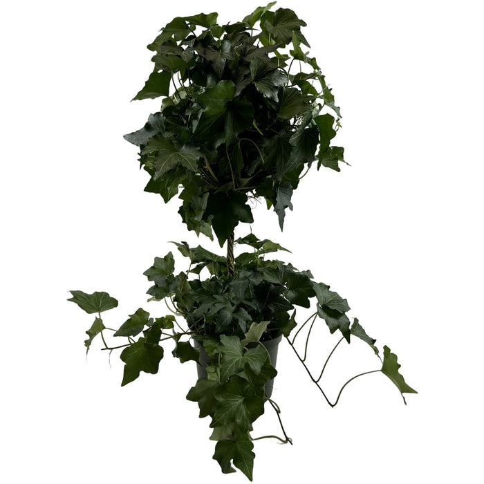 Green Ivy Globe-6" Grower Pot