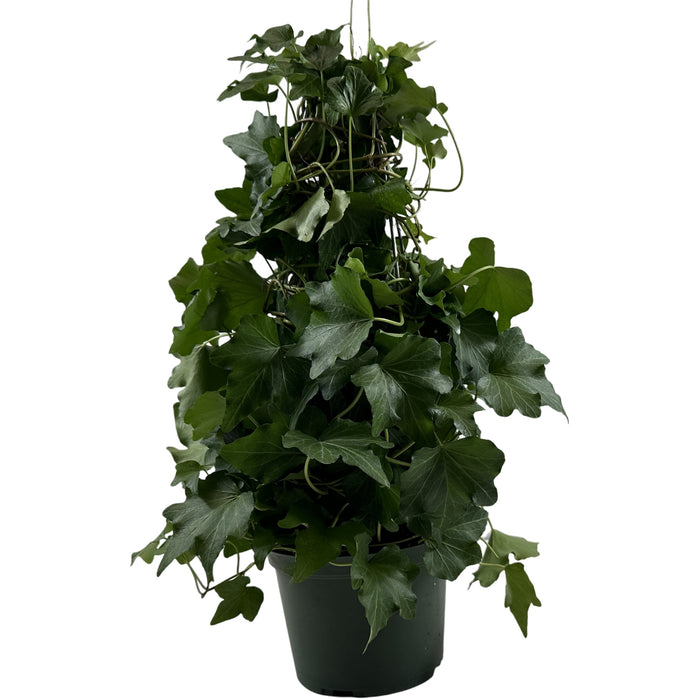 Green Ivy Tree-4" Grower Pot