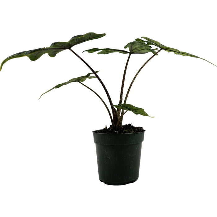 Alocasia Jacklyn Starter Plant/4" Grower Pot