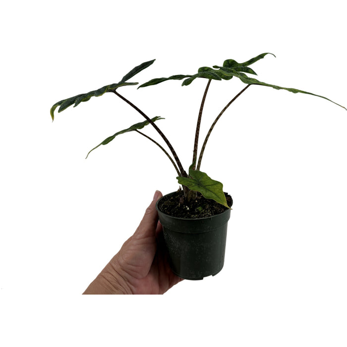Alocasia Jacklyn Starter Plant/4" Grower Pot