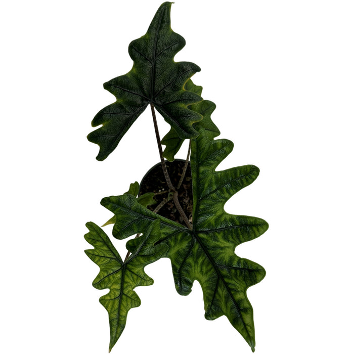 Alocasia Jacklyn Starter Plant/4" Grower Pot