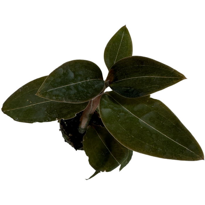 Jewel Orchid Black- Starter Plant/4" Grower Pot