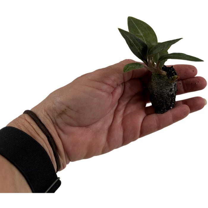 Jewel Orchid Black- Starter Plant/4" Grower Pot