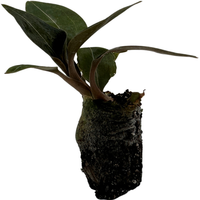 Jewel Orchid Black- Starter Plant/4" Grower Pot