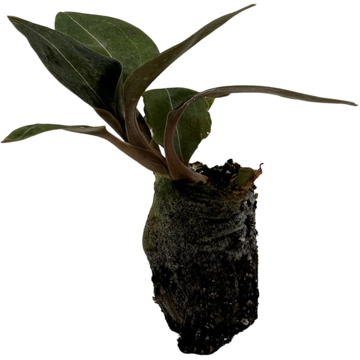 Jewel Orchid Black- Starter Plant/4" Grower Pot