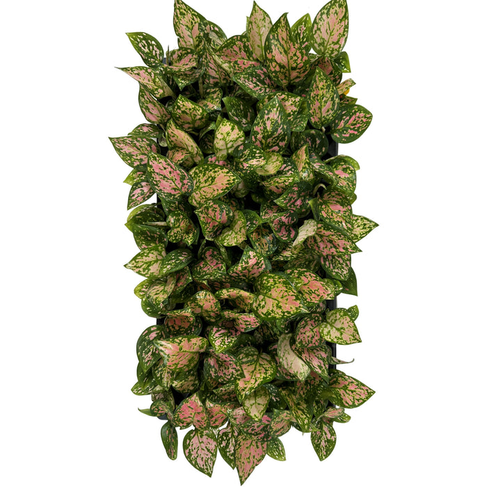 Aglaonema Lady Valentine Starter Plant/4" Grower Pot