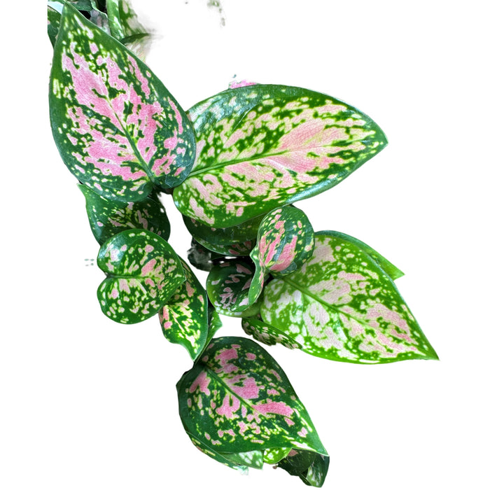 Aglaonema Lady Valentine Starter Plant/4" Grower Pot