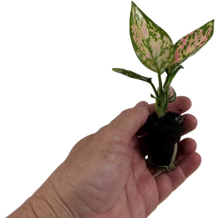 Aglaonema Lady Valentine Starter Plant/4" Grower Pot