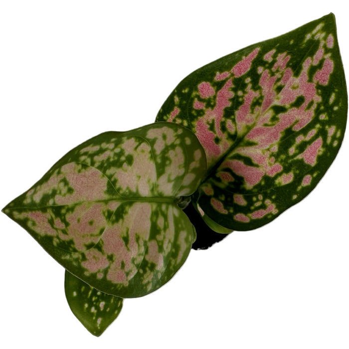 Aglaonema Lady Valentine Starter Plant/4" Grower Pot