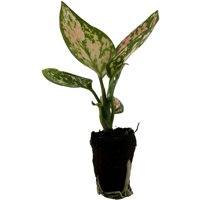 Aglaonema Lady Valentine Starter Plant/4" Grower Pot