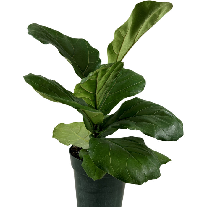 Ficus Lyrata Suncoast- 6" Grower Pot