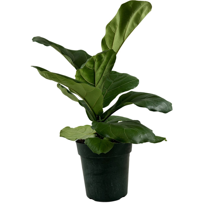 Ficus Lyrata Suncoast- 6" Grower Pot