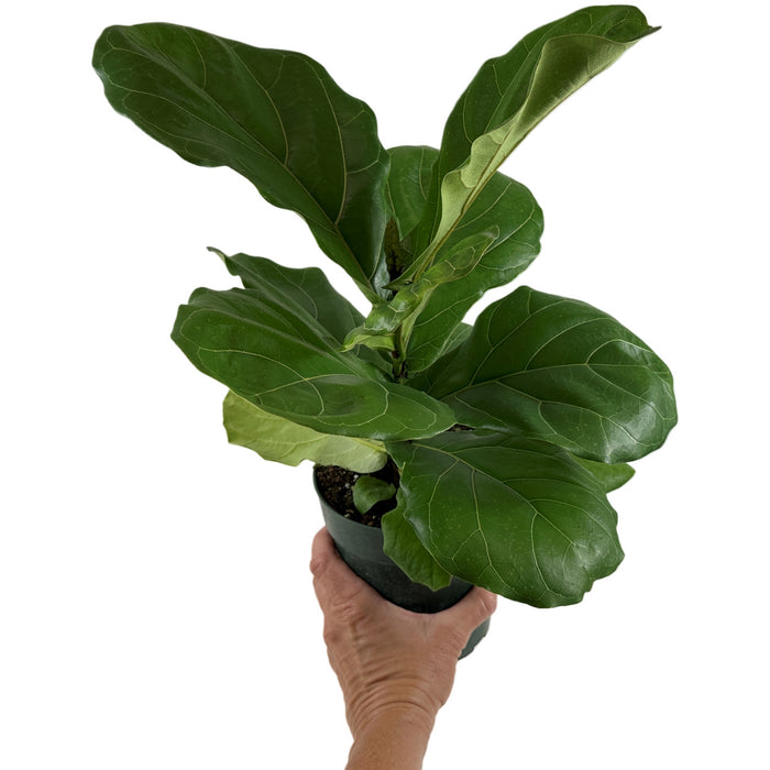 Ficus Lyrata Suncoast- 6" Grower Pot