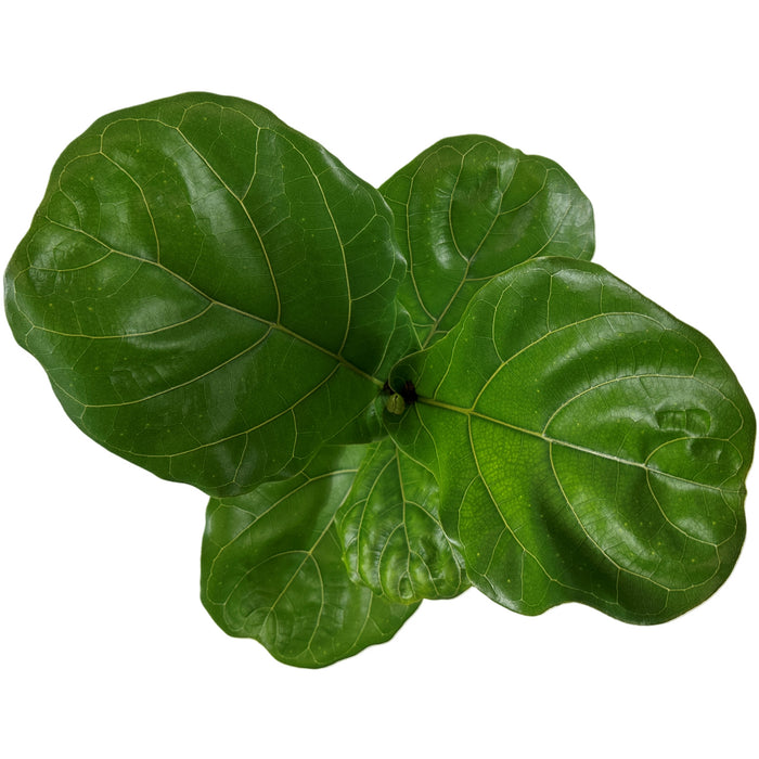 Ficus Lyrata Suncoast- 6" Grower Pot