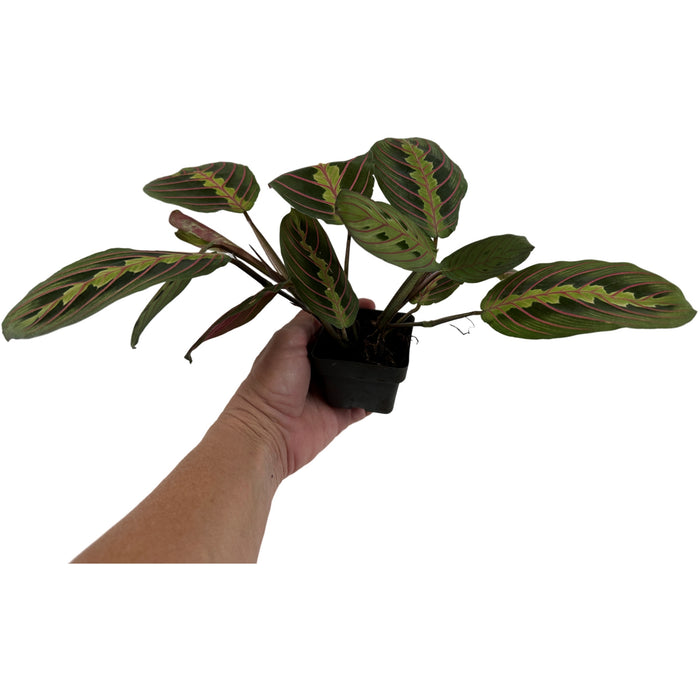 Maranta " Red"- 3" or 4" Grower Pot