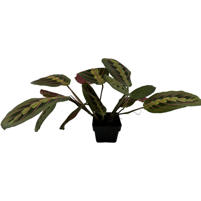Maranta " Red"- 3" or 4" Grower Pot