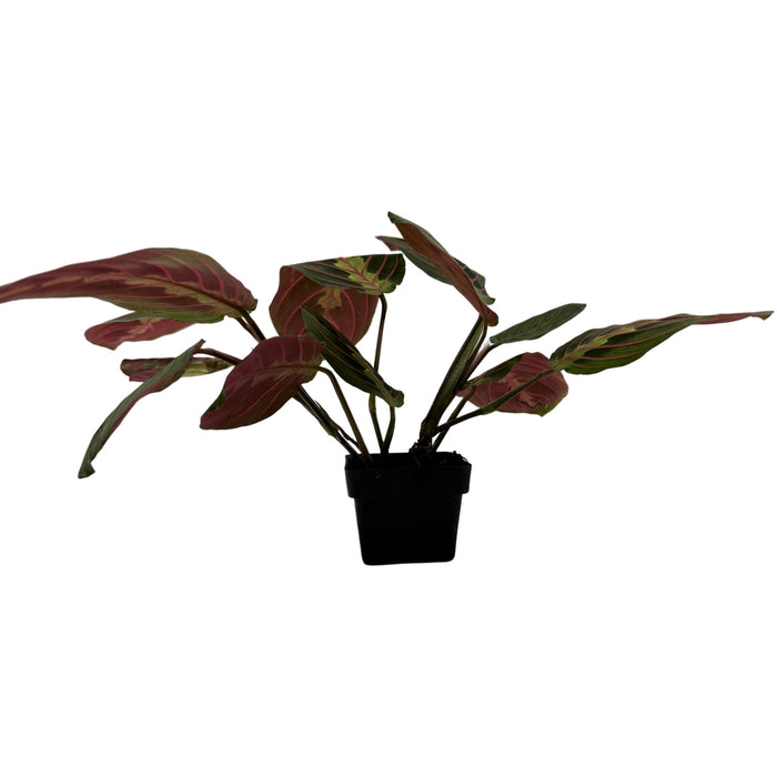 Maranta " Red"- 3" or 4" Grower Pot
