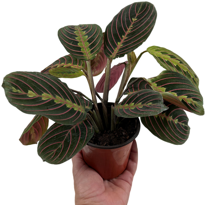 Maranta " Red"- 3" or 4" Grower Pot