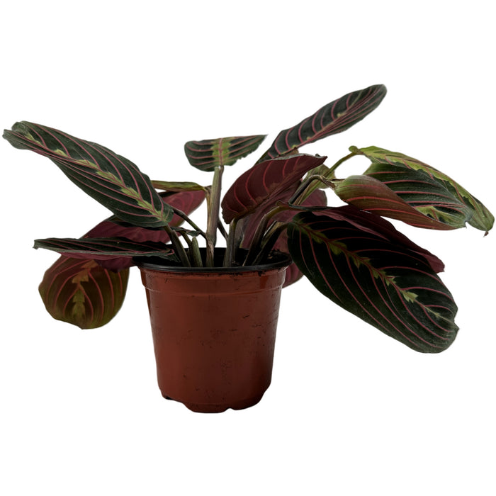 Maranta " Red"- 3" or 4" Grower Pot