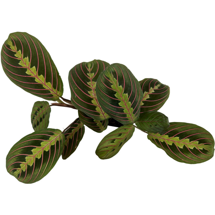 Maranta " Red"- 3" or 4" Grower Pot