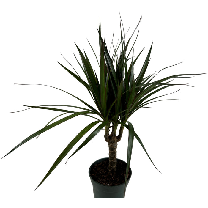 Dracaena Marginata Cane- 4" Grower Pot