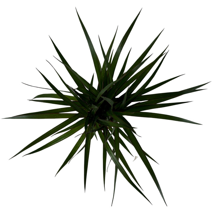 Dracaena Marginata Cane- 4" Grower Pot