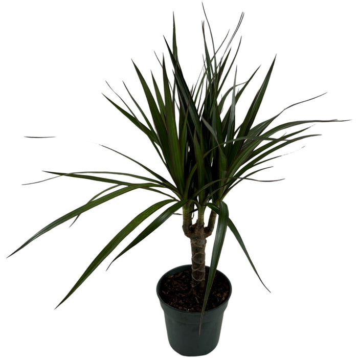 Dracaena Marginata Cane- 4" Grower Pot