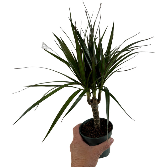 Dracaena Marginata Cane- 4" Grower Pot