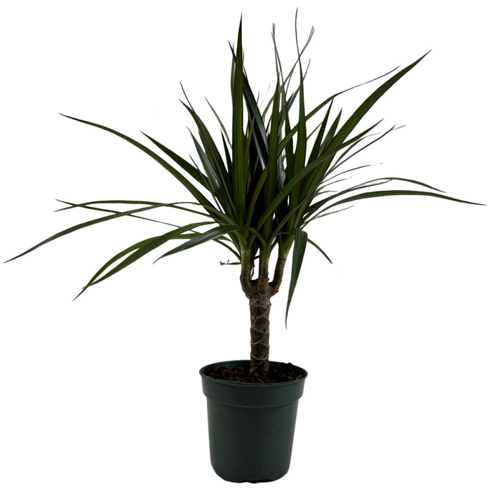 Dracaena Marginata Cane- 4" Grower Pot